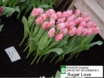 [sugar love 0204.JPG]